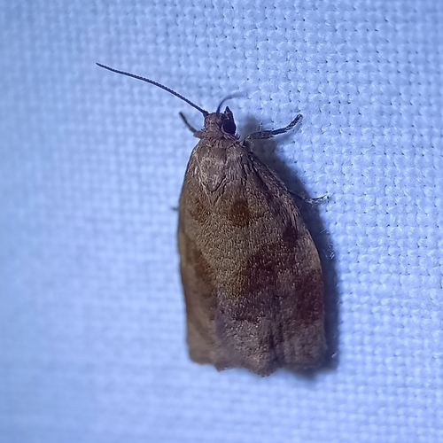 Rose Tortrix Moth, Leek, B. v Rasquertstraat, 9351 NC Tolbert, Netherlands, photo 6 of 10