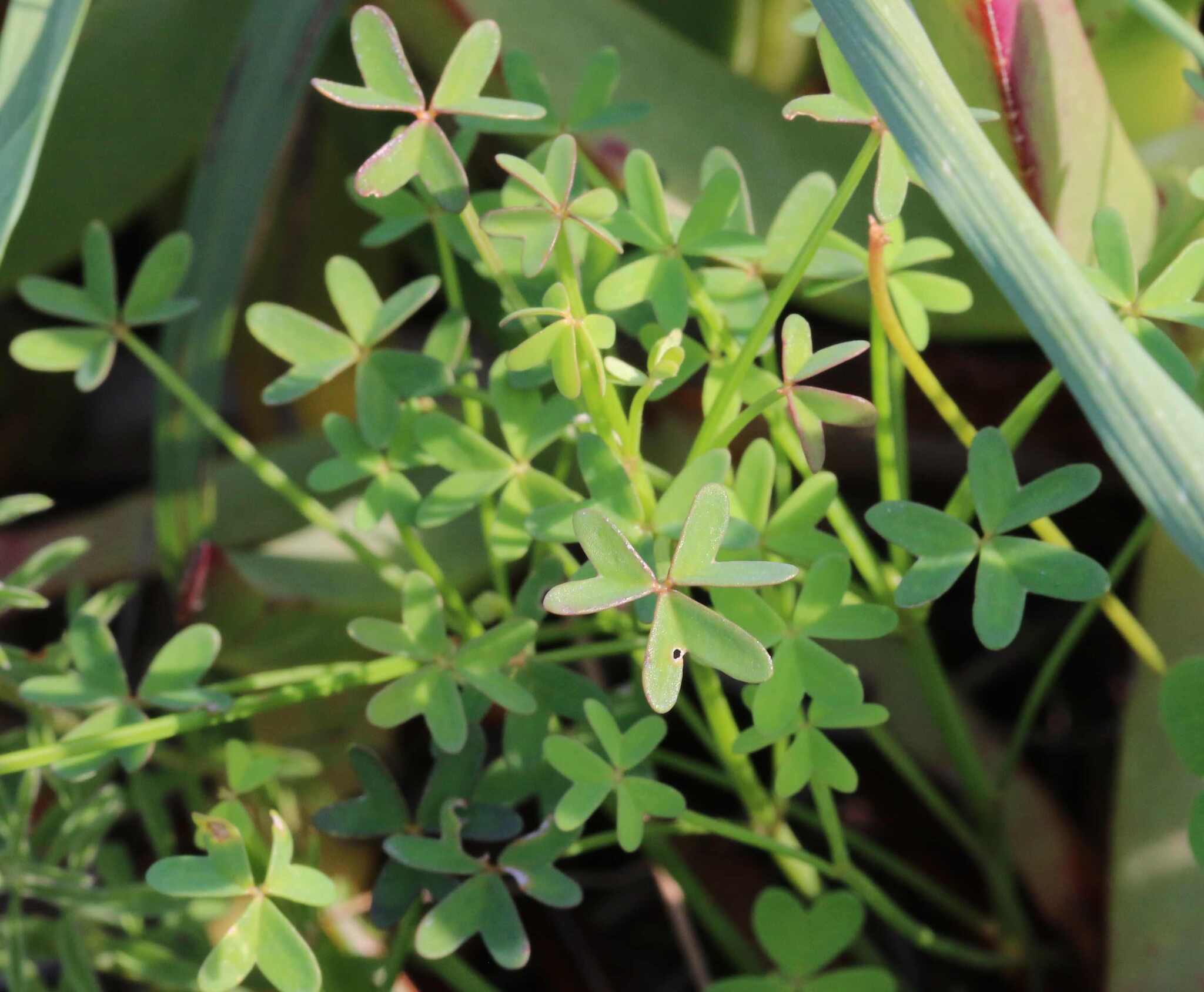 Oxalis livida Jacq. 2