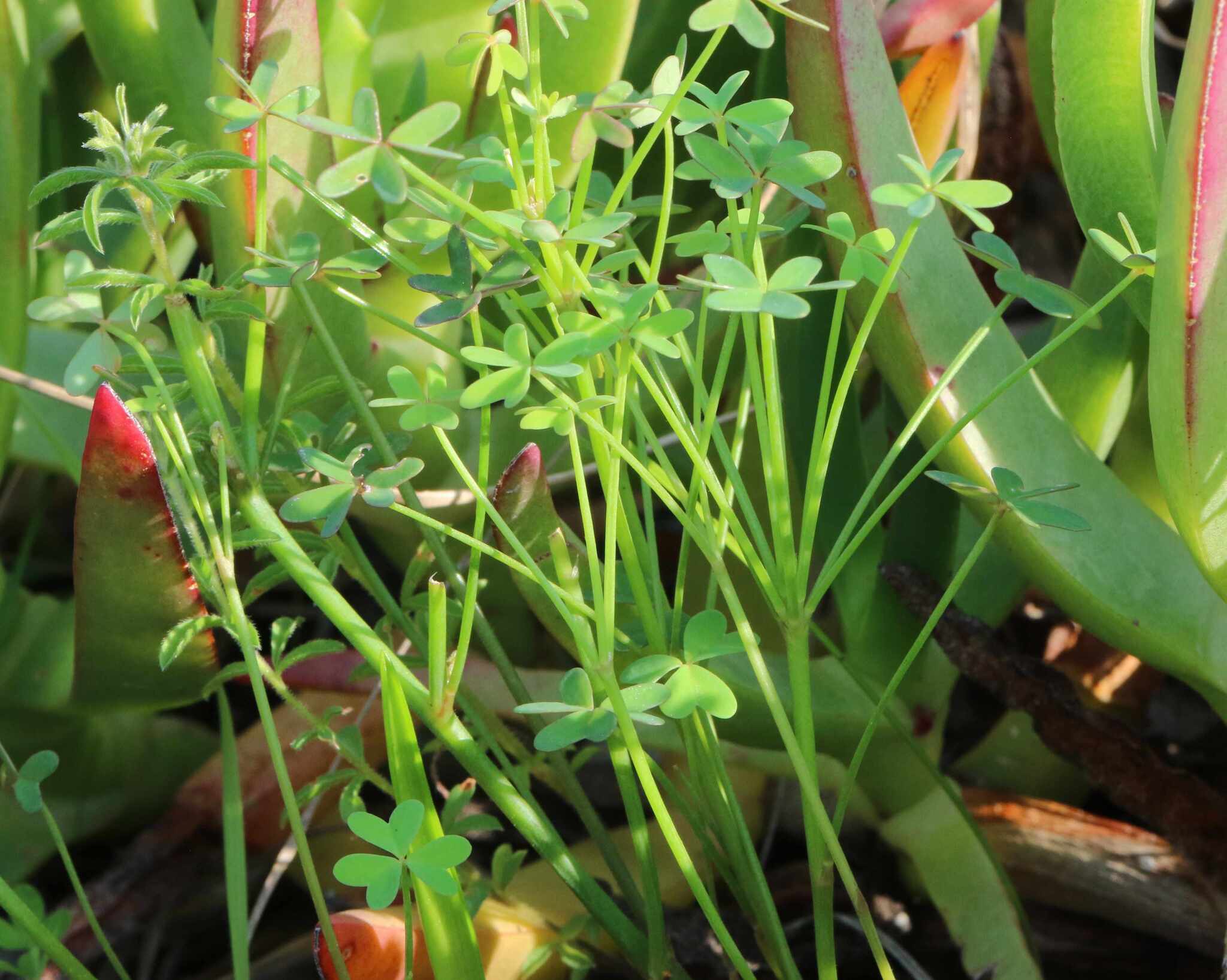 Oxalis livida Jacq. 3