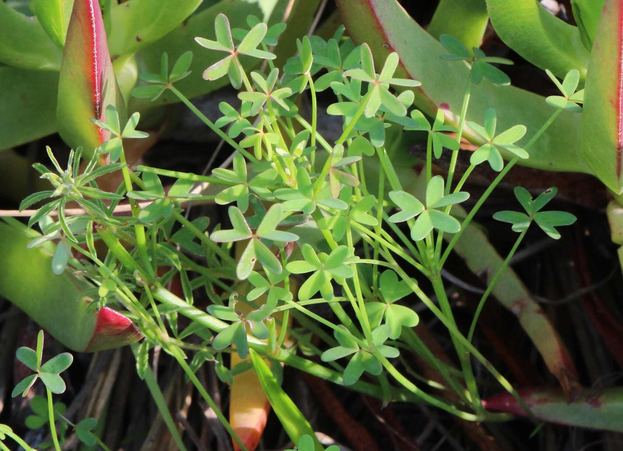 Oxalis livida Jacq. 4
