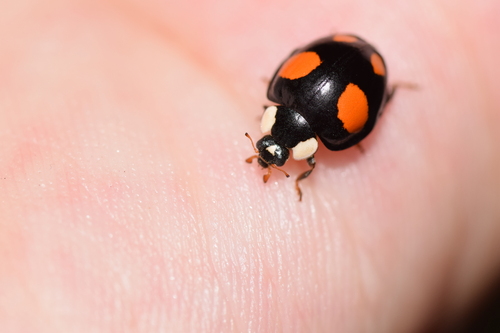 Asian Lady Beetle