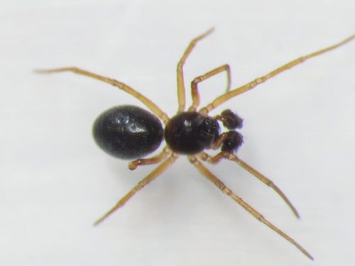 Entelecara aestiva