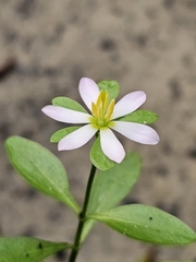 Sabatia calycina, photograph (c) Patrick Belk, some rights reserved (CC BY)