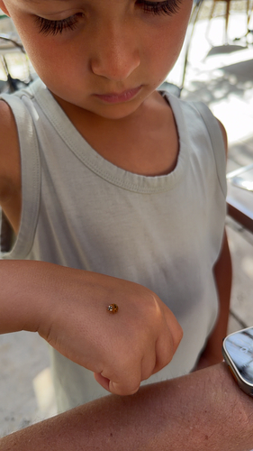 Asian Lady Beetle