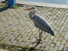 Ardea cinerea