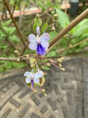 Rotheca myricoides