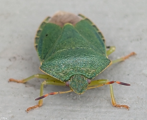 Green Shield Bug