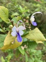 Rotheca myricoides