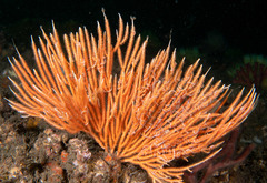 Sphaerokodisis australis