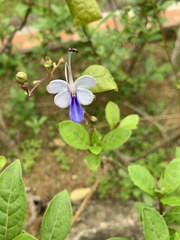 Rotheca myricoides
