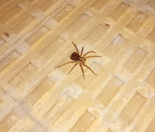 Radiated Wolf Spider
