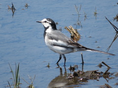 Motacilla alba lugens