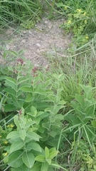 Vincetoxicum atratum