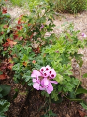Pelargonium quercifolium