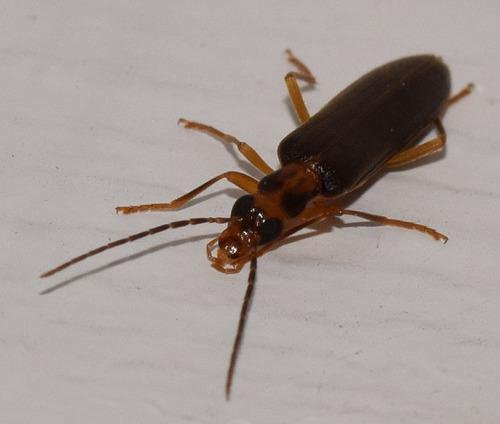 Nacerdes carniolica