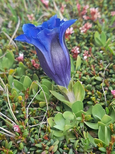 Gentiana alpina, photograph 6