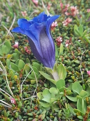 Gentiana alpina, photograph (c) Flavien Saboureau, some rights reserved (CC BY)