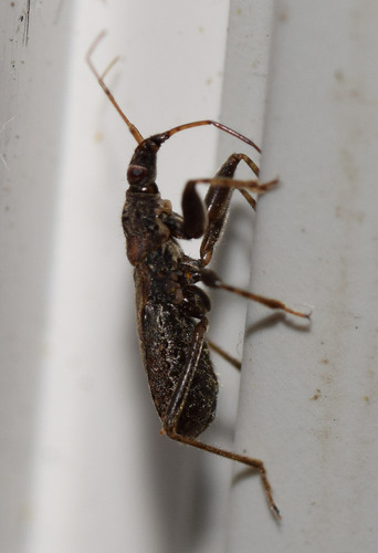 Ant Damselbug