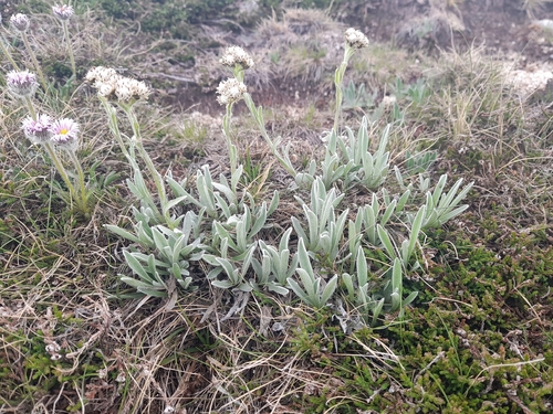 Antennaria carpatica, photograph 4