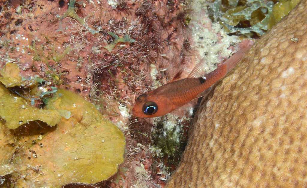 Whitestar Cardinalfish