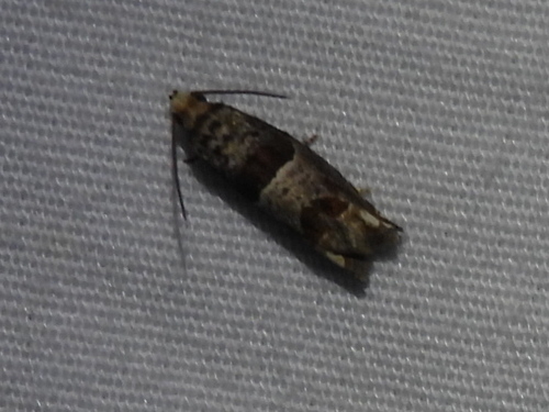 Constricted Sonia Moth photo 3