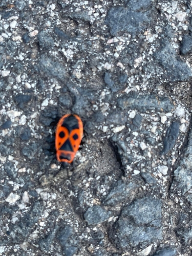 European Firebug