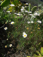 Argyranthemum frutescens