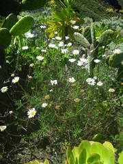 Argyranthemum frutescens
