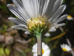 Argyranthemum frutescens