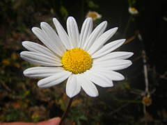 Argyranthemum frutescens