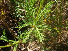 Argyranthemum frutescens