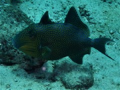 Pseudobalistes fuscus