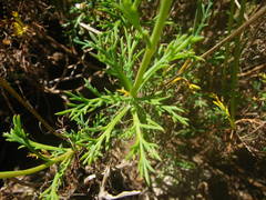Argyranthemum frutescens