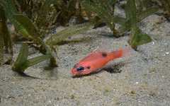 Apogon maculatus