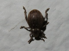 Philopedon plagiatum