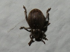 Philopedon plagiatum