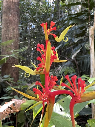 Heliconia richardiana, photograph 3