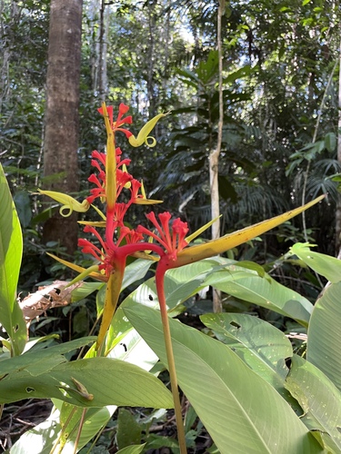 Heliconia richardiana, photograph 4