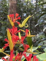 Heliconia richardiana, photograph (c) B. Phalan, some rights reserved (CC BY)