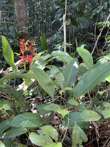 Heliconia richardiana, photograph 5