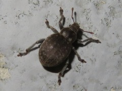 Philopedon plagiatum