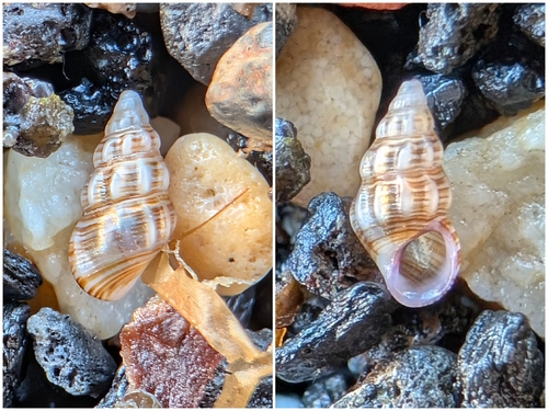 Rissoa variabilis, 2026-06-20