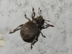 Philopedon plagiatum