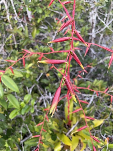 Vriesea procera, photograph 6