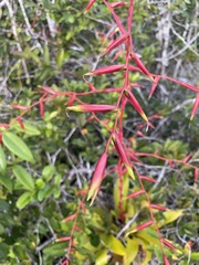 Vriesea procera, photograph (c) B. Phalan, some rights reserved (CC BY)