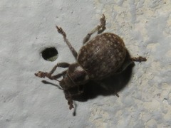 Philopedon plagiatum