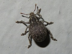 Philopedon plagiatum