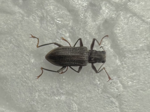 Stenelmis vulgaris