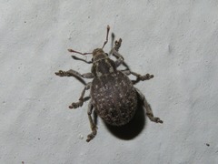 Philopedon plagiatum