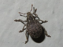 Philopedon plagiatum